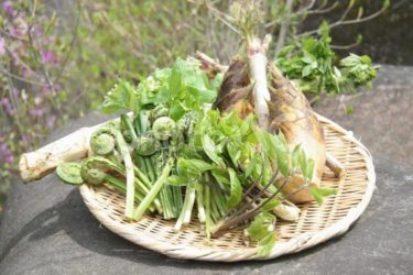 山菜の持つ素晴らしい6つのスピリチュアルパワーとは？