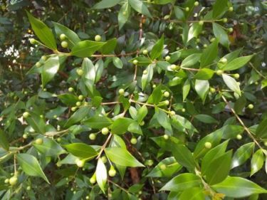 マートルの3つのおすすめのスピリチュアルな使い方