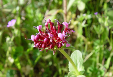 スパイクナードの精油のおすすめの4つのスピリチュアルな使い方