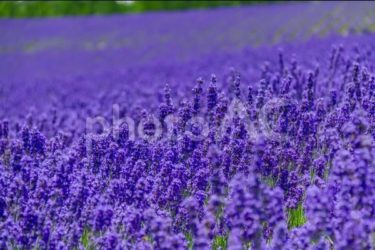 ラベンダーのオーラの特徴とラベンダーオーラになるために必要な4つのこととは？