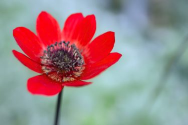 アネモネのスピリチュアルな意味や知られざるパワーについて