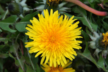 タンポポのスピリチュアルな意味や知られざるパワーについて