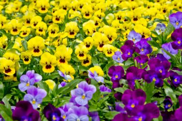 パンジーのスピリチュアルな意味や知られざるパワーについて