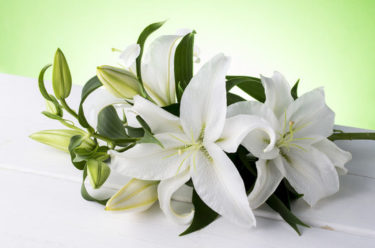 カサブランカのスピリチュアルな意味や知られざるパワーについて