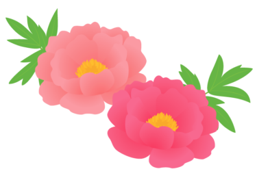 シャクヤクのスピリチュアルな意味や知られざるパワーについて