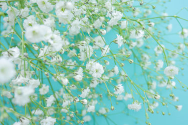 カスミソウのスピリチュアルな意味や知られざるパワーについて